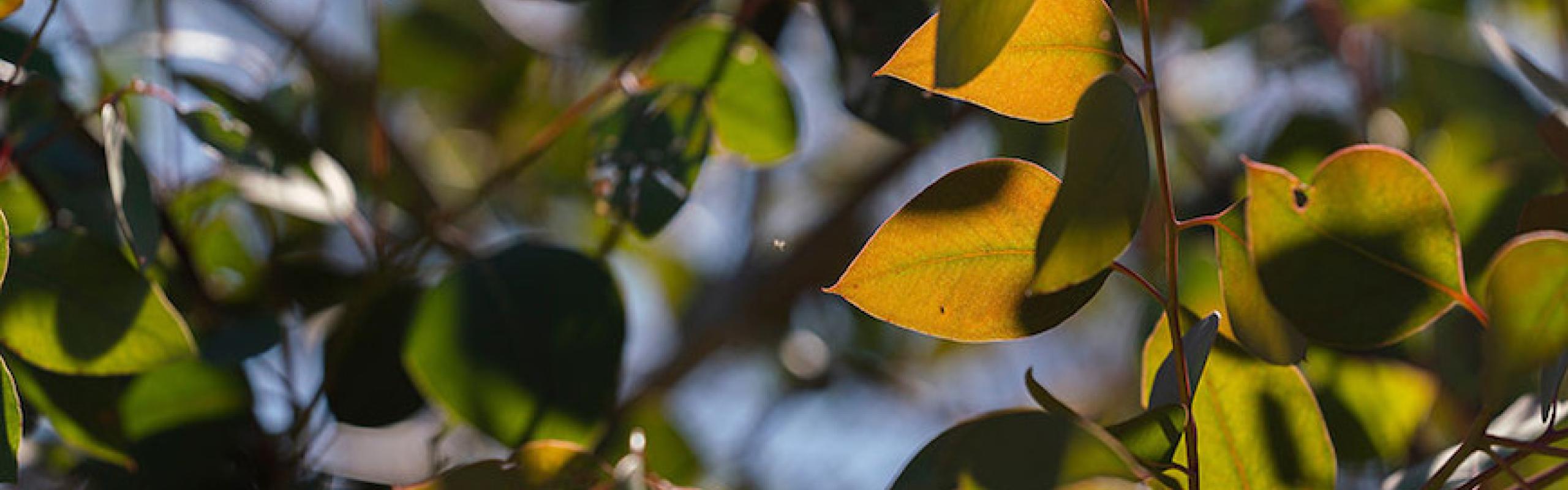 anu-sets-a-new-standard-for-high-quality-carbon-removal-environmental